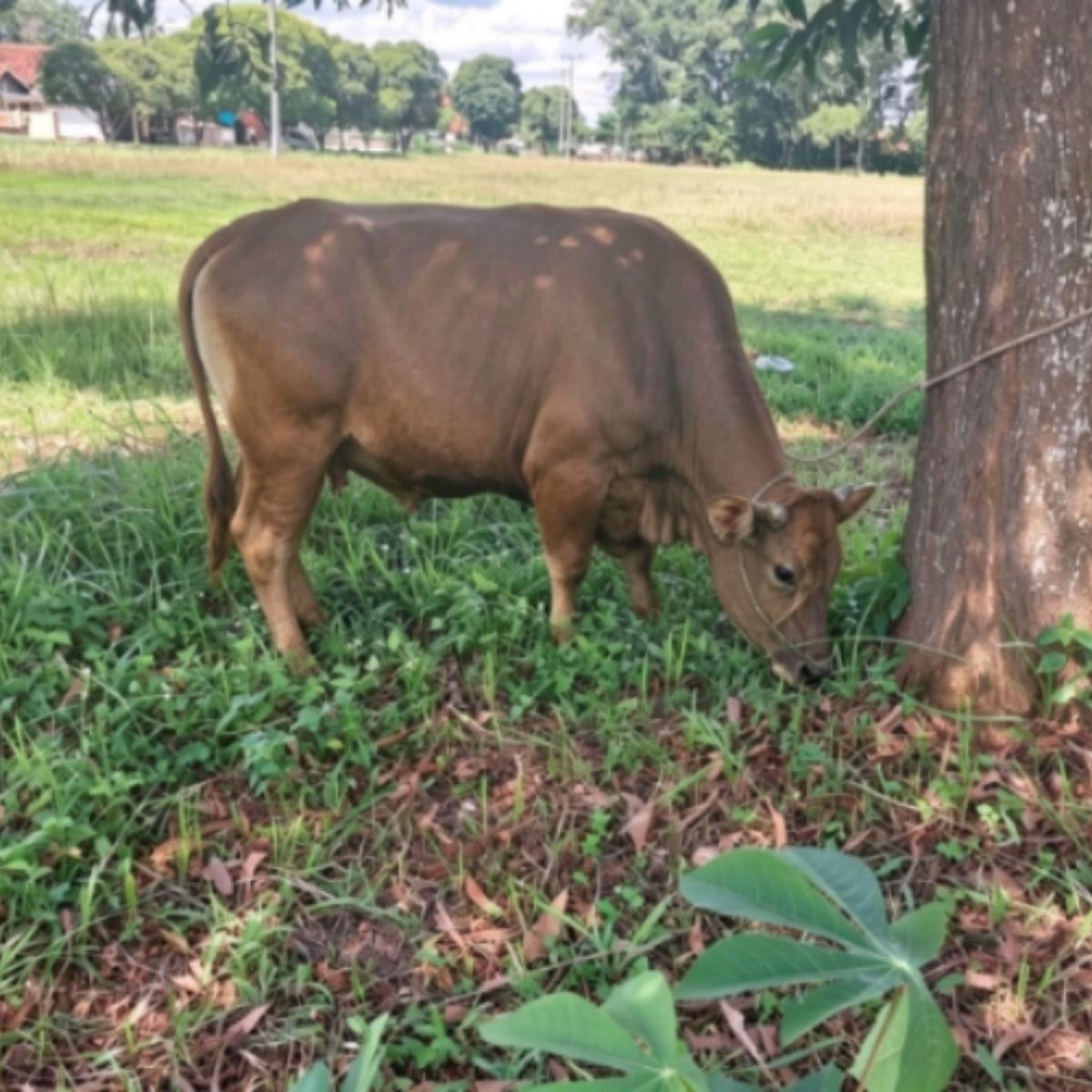 Idul Adha 2026, Pemkab Lampung Timur Serahkan Sapi Kurban untuk Insan Pers