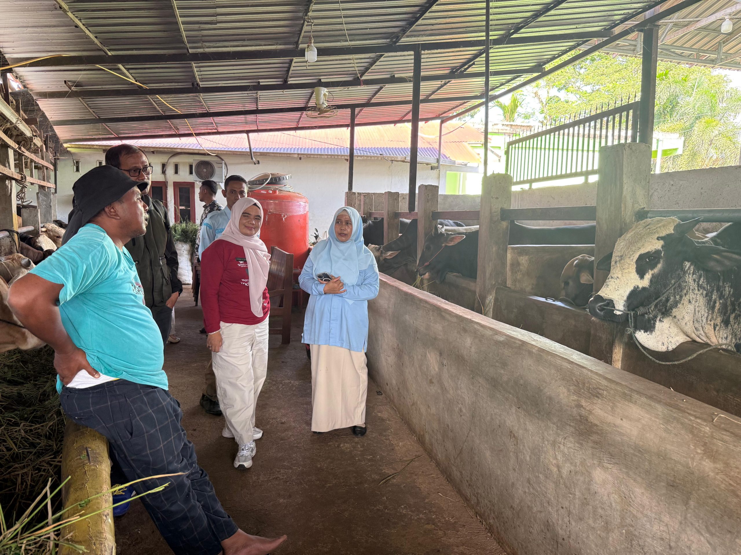 Jelang Idul Adha, Pemkab Solok Pastikan Harga Sapi Qurban Stabil dan Stok Aman